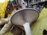 Pseudoclitocybe cyathiformis image