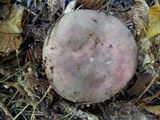 Russula cyanoxantha image