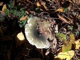 Russula cyanoxantha image