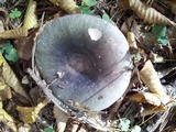 Russula cyanoxantha image