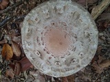 Chlorophyllum olivieri image