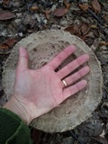 Chlorophyllum olivieri image