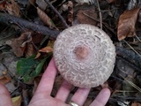 Chlorophyllum olivieri image