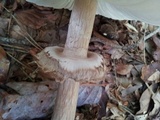 Chlorophyllum olivieri image