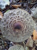 Chlorophyllum olivieri image