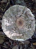 Chlorophyllum olivieri image