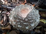 Chlorophyllum olivieri image
