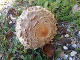 Chlorophyllum olivieri image