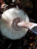 Chlorophyllum olivieri image