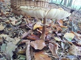 Chlorophyllum olivieri image