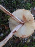 Chlorophyllum olivieri image