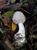 Chlorophyllum olivieri image