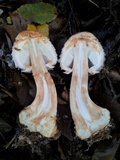 Chlorophyllum olivieri image