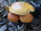 Suillus grevillei image