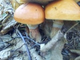 Suillus grevillei image