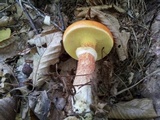 Suillus grevillei image