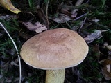 Tylopilus felleus image