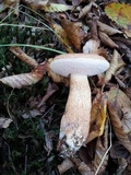 Tylopilus felleus image