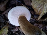 Tylopilus felleus image