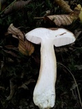 Tylopilus felleus image