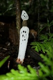 Staheliomyces cinctus image