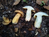 Suillus variegatus image