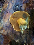 Suillus variegatus image