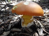 Amanita caesarea image