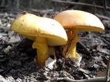 Amanita caesarea image