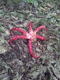 Clathrus archeri image