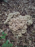 Polyporus umbellatus image
