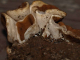Discina ancilis image
