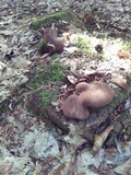 Tapinella atrotomentosa image