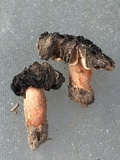 Morchella populiphila image