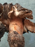 Morchella populiphila image