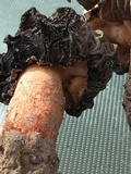 Morchella populiphila image