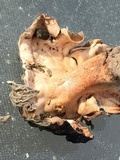 Morchella populiphila image