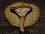 Clitocybe squamulosa image