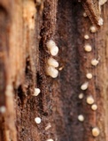 Helicogloea compressa image