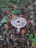 Amanita excelsa image