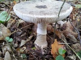 Amanita excelsa image