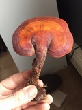 Ganoderma curtisii image