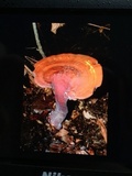 Ganoderma curtisii image