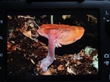 Ganoderma curtisii image