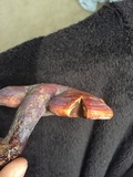 Ganoderma curtisii image