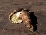 Hygrophorus purpurascens image