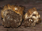 Gyromitra montana image