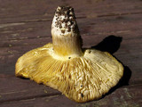 Floccularia albolanaripes image