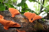 Earliella scabrosa image