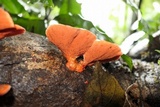Earliella scabrosa image